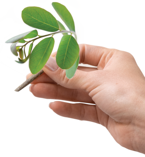 pravá ruka s větvičkou moringy